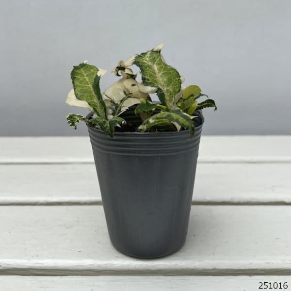 ヤブコウジ：天の川2.5-3号ポット