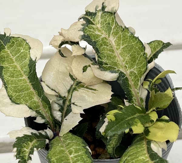 ヤブコウジ：天の川2.5-3号ポット