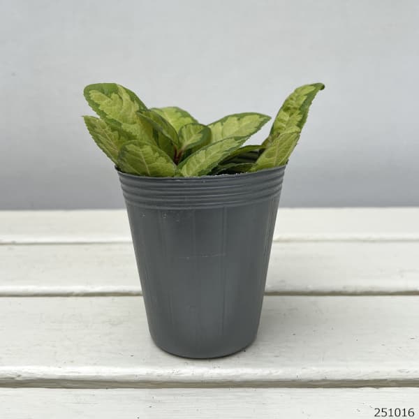 ヤブコウジ：三保の松2.5-3号ポット