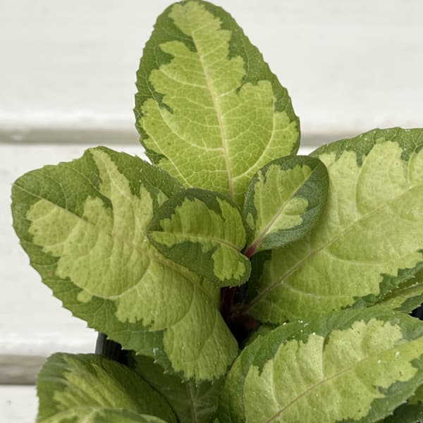 ヤブコウジ：三保の松2.5-3号ポット