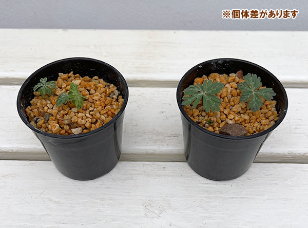 セツブンソウ（節分草）2.5号ポット