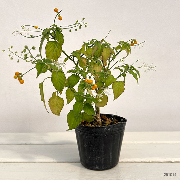 ジュズサンゴ(数珠珊瑚):黄実3号ポット 2株セット