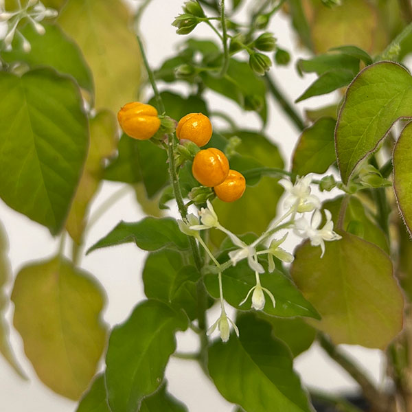 ジュズサンゴ(数珠珊瑚):黄実3号ポット 2株セット