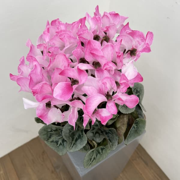 シクラメン：ピアス5号鉢植え