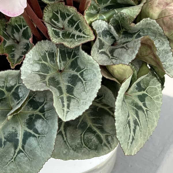 シクラメン：ピアス5号鉢植え