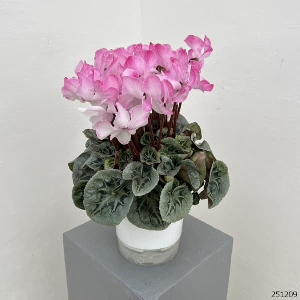 シクラメン：ピアス5号鉢植え