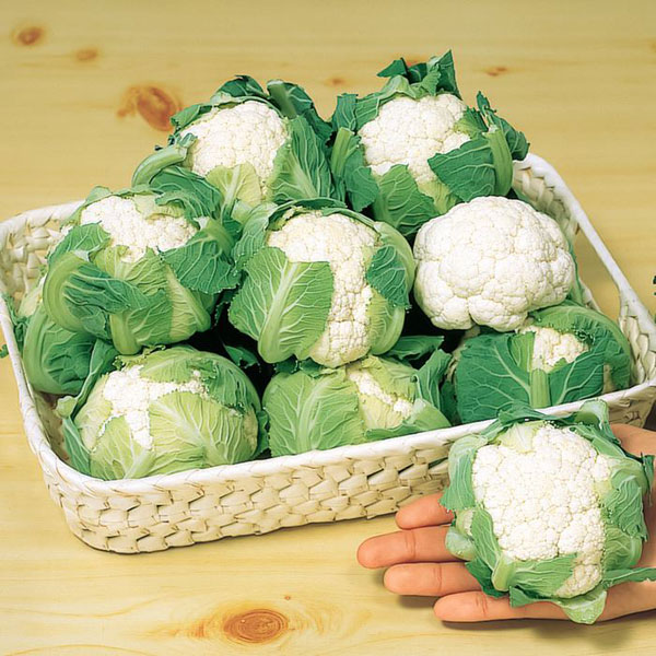 [送料無料]カリフラワー（ミニ）：美星(みせい) の種2袋セット[野菜タネ]