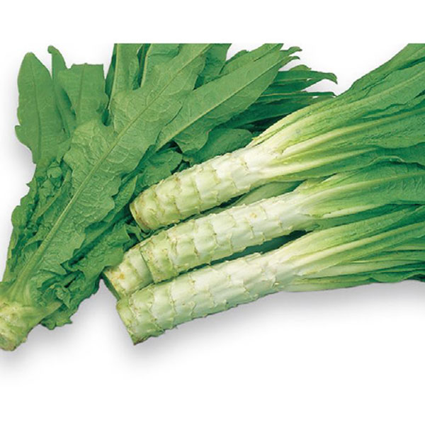 【有効期限25年10月】茎レタス：ケルン*[サカタ　野菜タネ]