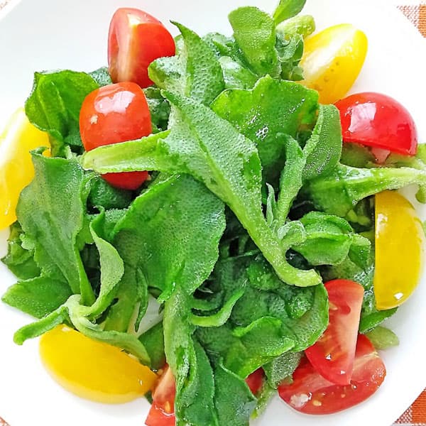 [送料無料][26年2月中下旬予約]アイスプラント3号ポット苗*24株セット