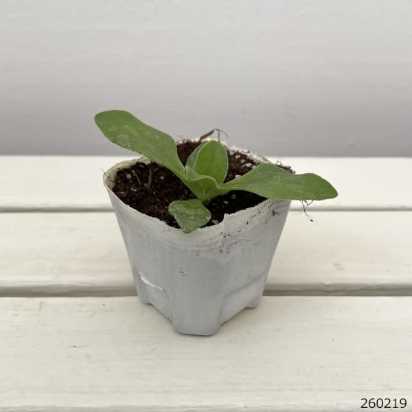 アイスプラント 3号ポット苗*