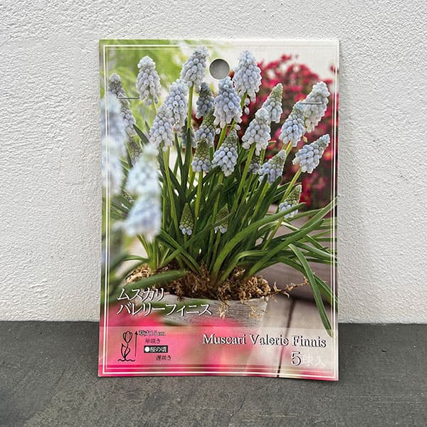 ムスカリ:バレリエフィネス5球入り 2袋セット