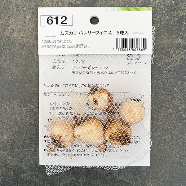 ムスカリ:バレリエフィネス5球入り 2袋セット