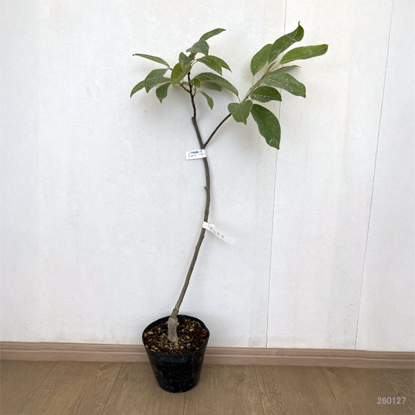 深山含笑（ミヤマガンショウ）4～5号ポット