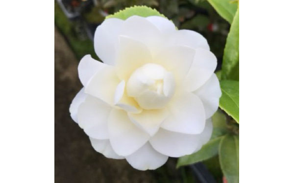 椿（ツバキ）：スワンレイク4号ポット