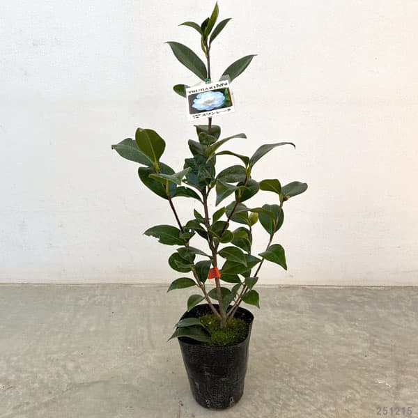 ツバキ（椿）：スワンレイク4号ポット