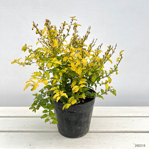 プリペット：レモンライム（レモンライムアンドクリッパーズ） 5号ポット