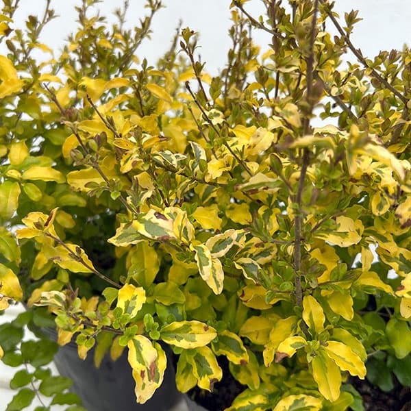 プリペット：レモンライム（レモンライムアンドクリッパーズ） 5号ポット