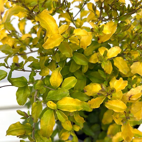 プリペット：レモンライム（レモンライムアンドクリッパーズ） 5号ポット