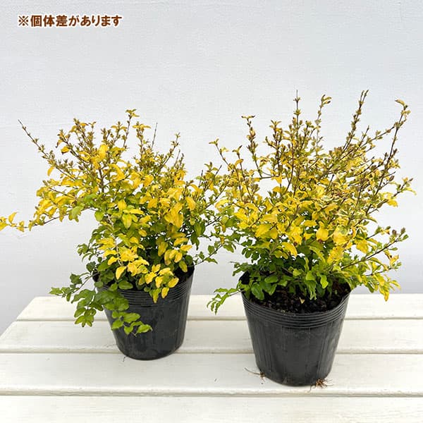 プリペット：レモンライム（レモンライムアンドクリッパーズ） 5号ポット