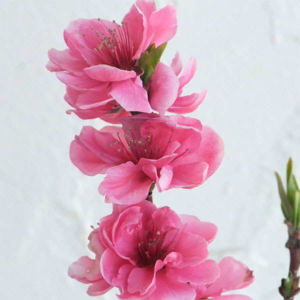 ほうき性花桃(ハナモモ): 照手桃(テルテモモ・濃桃花)6号ポット