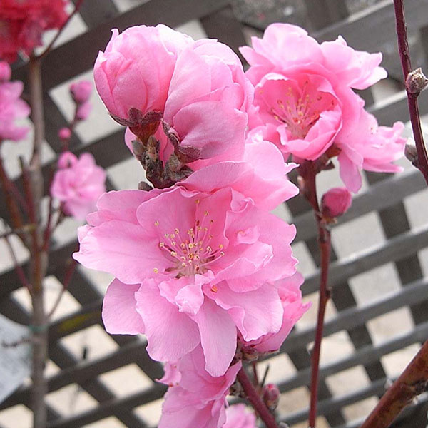 ほうき性花桃(ハナモモ): 照手桃(テルテモモ・濃桃花)6号ポット