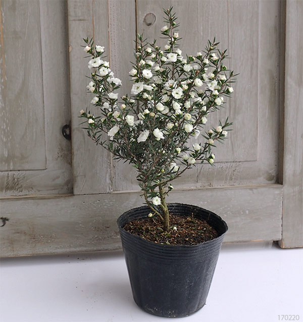 ギョリュウバイ：白八重3.5号ポット