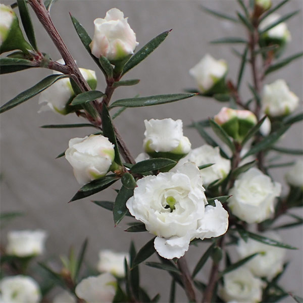 ギョリュウバイ：白八重3.5号ポット