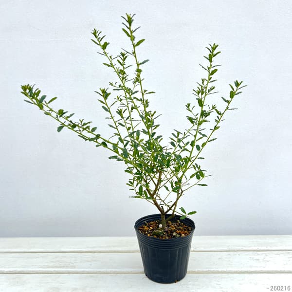 セアノサス：パシフィックブルー4号ポット