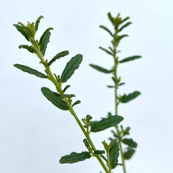 セアノサス：パシフィックブルー4号ポット