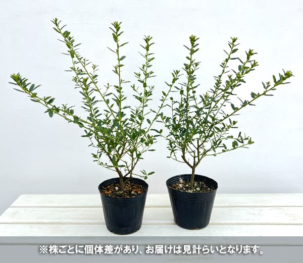 セアノサス：パシフィックブルー4号ポット