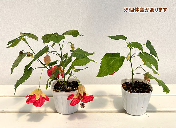 アブチロン:べに姫3号ポット 3株セット