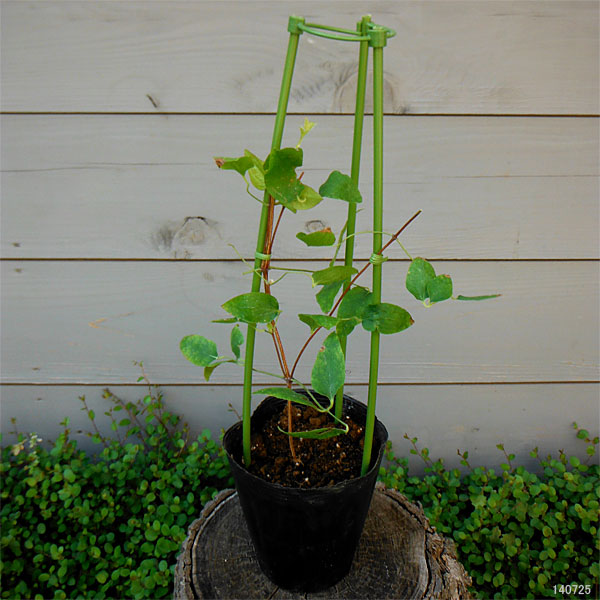 クレマチス:花炎4号ポット(八重咲・大輪系)k