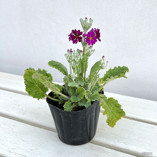 プリムラ：マラコイデス うぐいすレッド3～3.5号ポット3株セット