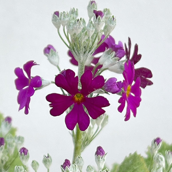 プリムラ：マラコイデス うぐいすレッド3～3.5号ポット3株セット