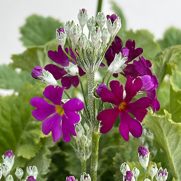 プリムラ：マラコイデス うぐいすレッド3～3.5号ポット3株セット