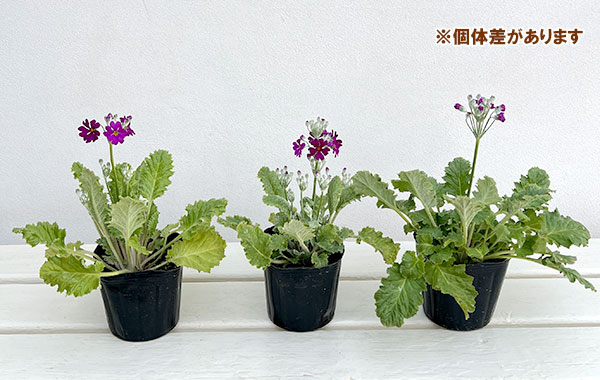 プリムラ：マラコイデス うぐいすレッド3～3.5号ポット3株セット