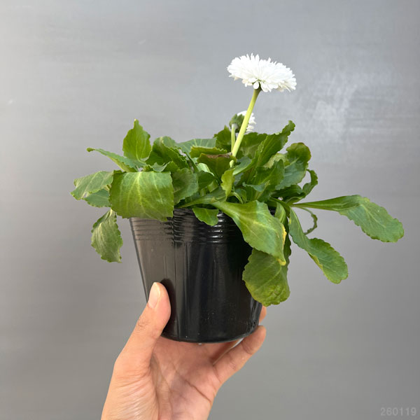 デージー：チロリアンデージー　ホワイト3.5号ポット