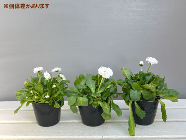デージー：チロリアンデージー　ホワイト3.5号ポット