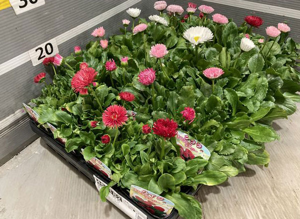 デージー：チロリアンデージー　ピンク3.5号ポット