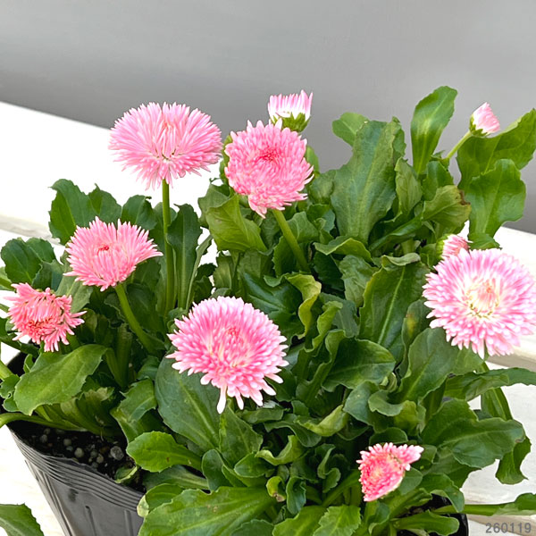 デージー:チロリアンデージー ピンク3.5号ポット