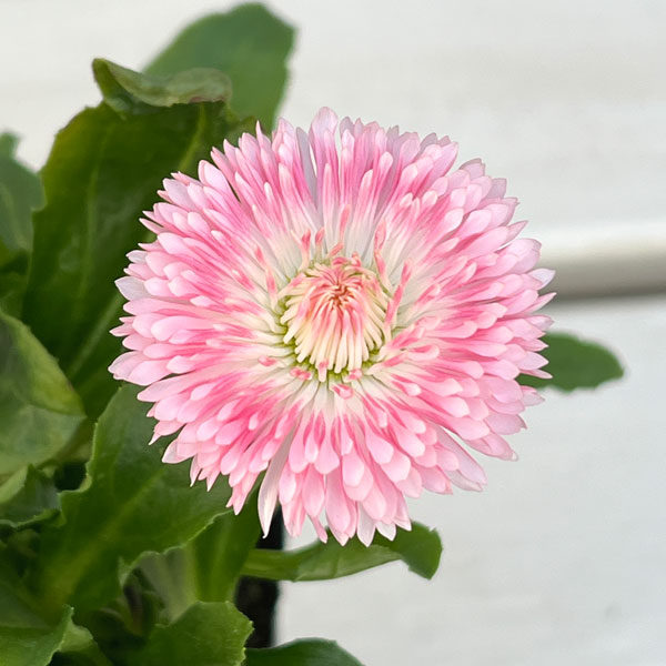 デージー:チロリアンデージー ピンク3.5号ポット