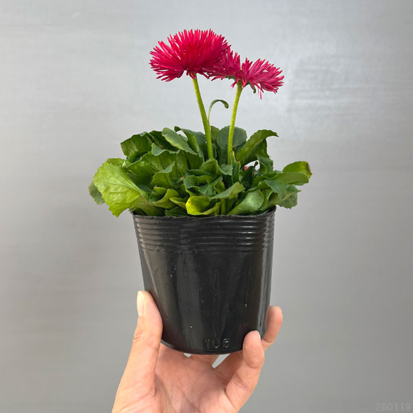 デージー:チロリアンデージー レッド3.5号ポット