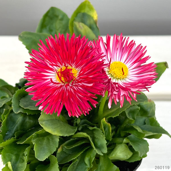 デージー:チロリアンデージー レッド3.5号ポット