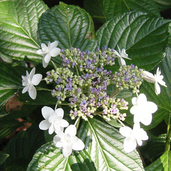 アジサイ：シンデレラ3.5号ポット