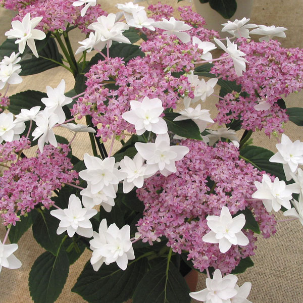 アジサイ：シンデレラ3.5号ポット