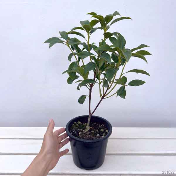 カルミア:オスボレッド 5号ポット