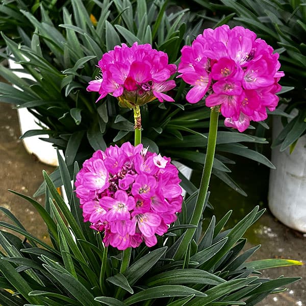 アルメリア:ビーズルビー3.5号ポット