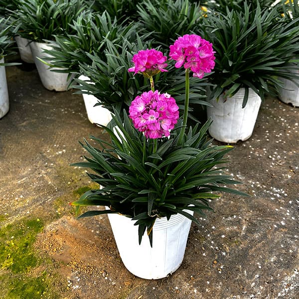 アルメリア:ビーズルビー3.5号ポット