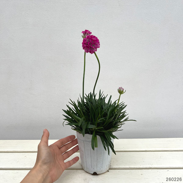 アルメリア：ビーズルビー3.5号ポット