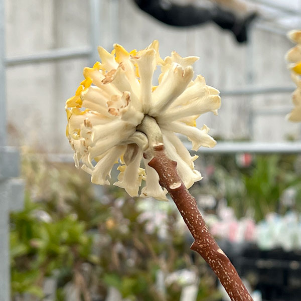 ミツマタ：大輪黄花4.5-5号ポット